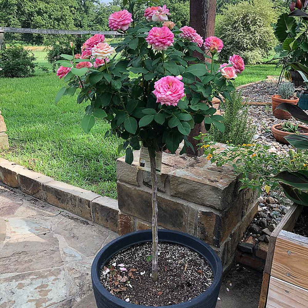 Marc Chagall™ Rose Trees for Sale – FastGrowingTrees.com