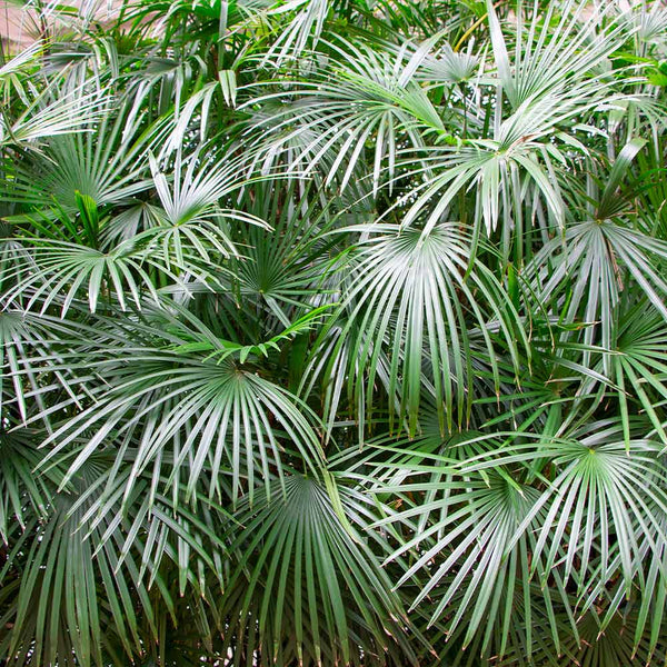 Needle Palm Trees for Sale – FastGrowingTrees.com