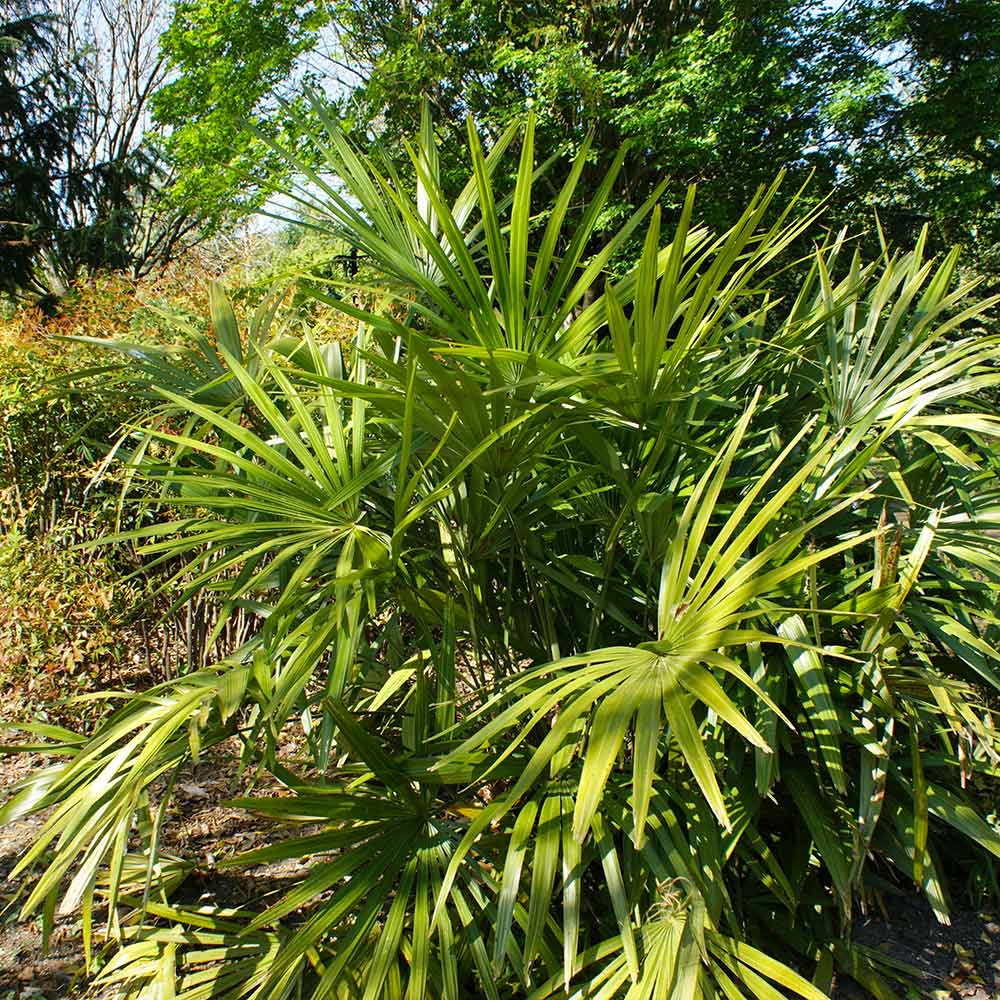 Needle Palm Tree