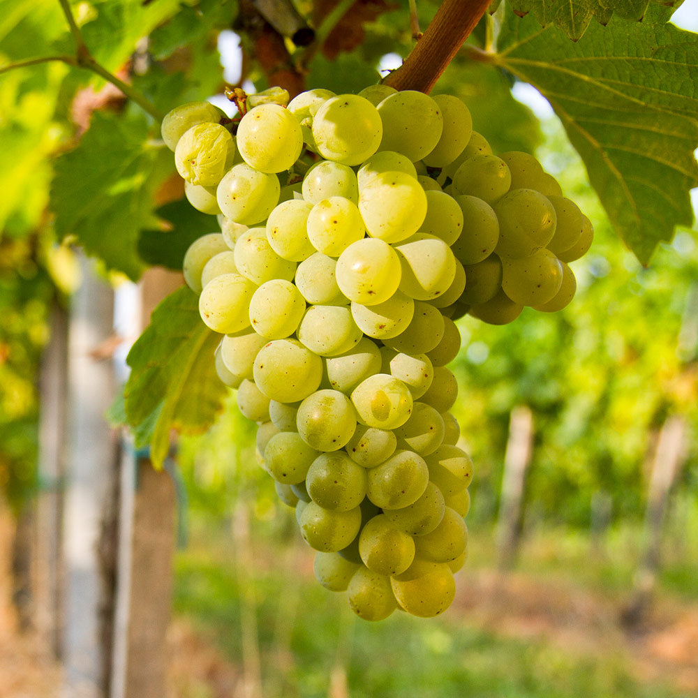 images of grapes trees