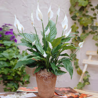 Peace Lily Plants for Sale – FastGrowingTrees.com