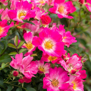 Pink Drift® Roses for Sale | FastGrowingTrees.com