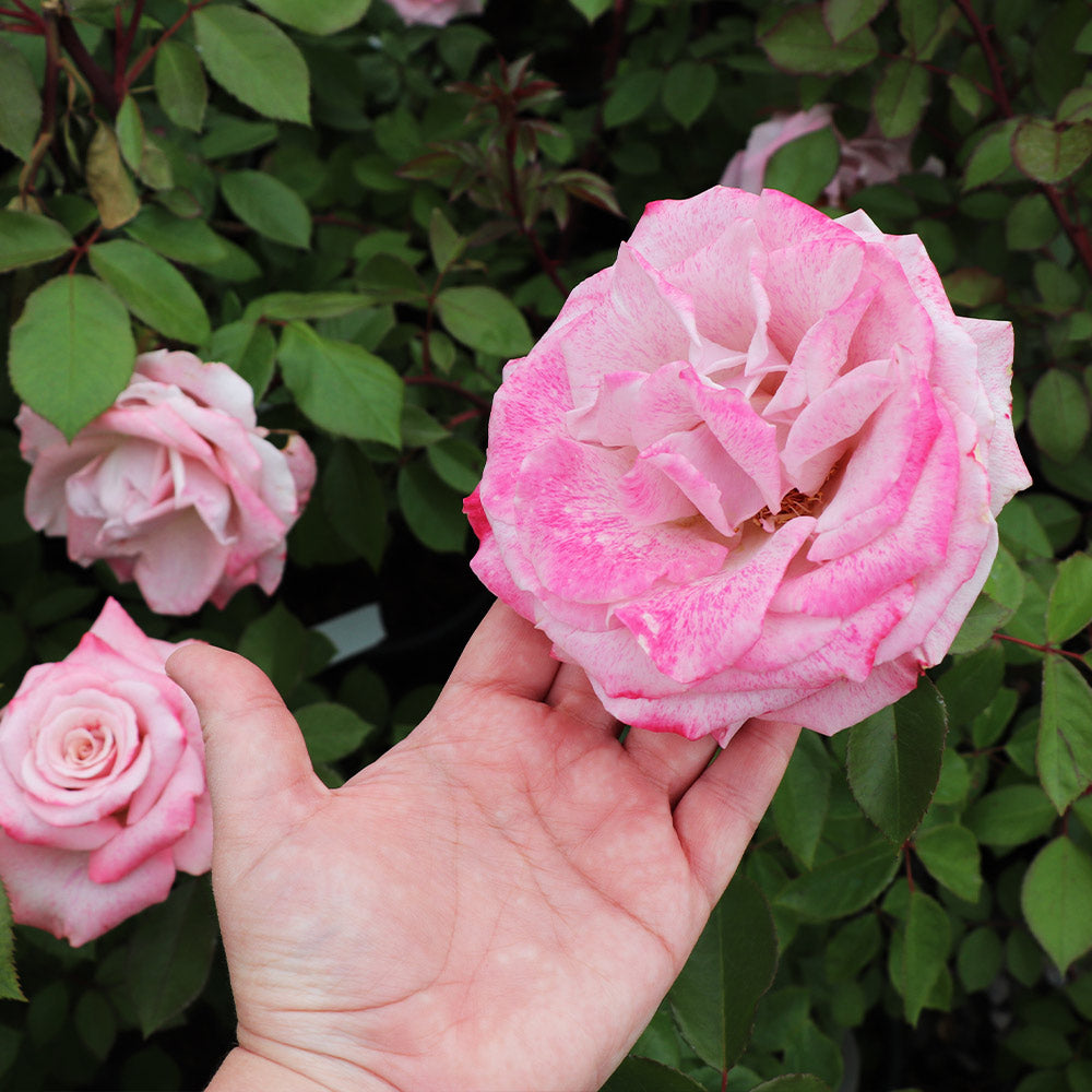Finding Lower-Maintenance Easy-Tea Hybrid Tea Roses