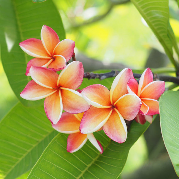 Hawaiian Plumeria Plant