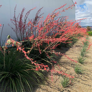 Red Yucca Plants for Sale – FastGrowingTrees.com