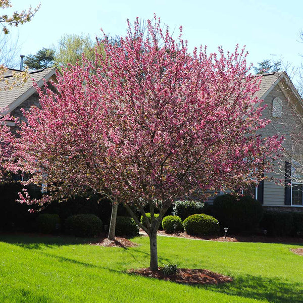 Robinson Crabapple Trees for Sale – FastGrowingTrees.com