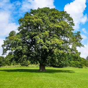 Shumard Oak Trees for Sale – FastGrowingTrees.com