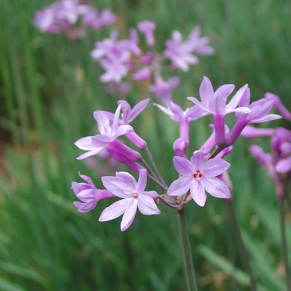 Society Garlic Plants for Sale – FastGrowingTrees.com