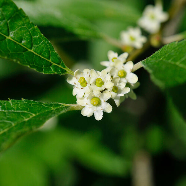 Southern Gentleman Winterberry Hollies for Sale – FastGrowingTrees.com