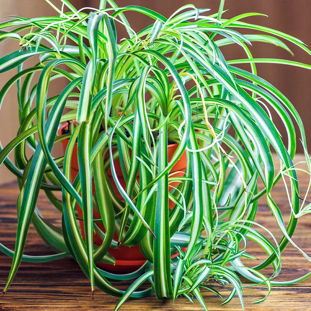 are spider plants toxic to dogs