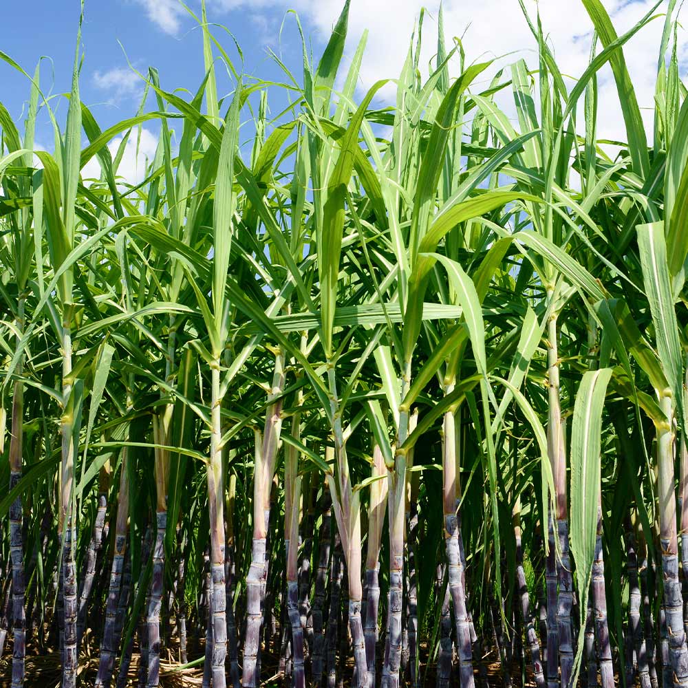 Sugar Cane for Sale – FastGrowingTrees.com