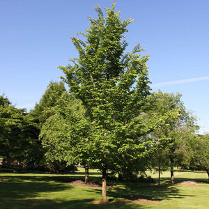 Emerald Sunshine® Elm Trees for Sale – FastGrowingTrees.com