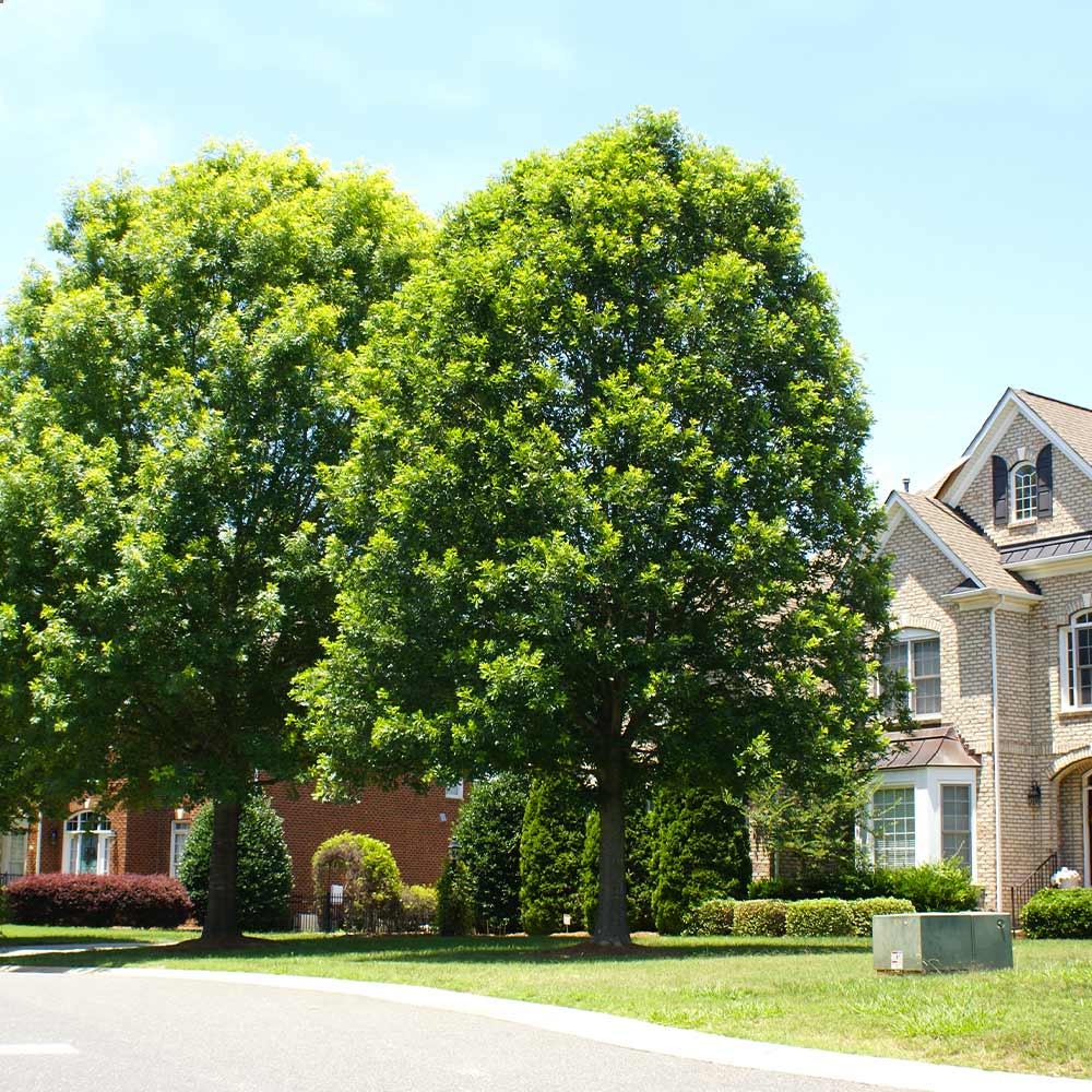 White Oak Trees For Sale FastGrowingTrees Com   White Oak 1 