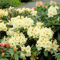 Yellow Rhododendron Shrubs for Sale – FastGrowingTrees.com